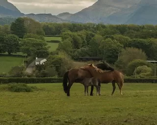 Freydís grooming with Tvenna and little Stefna suckling